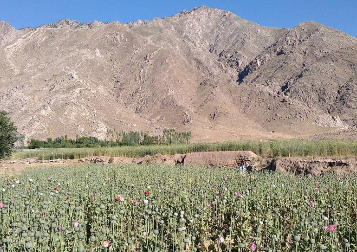 After US Withdrawal, Opium cultivation declines by 95 per cent in Afghanistan: UN survey