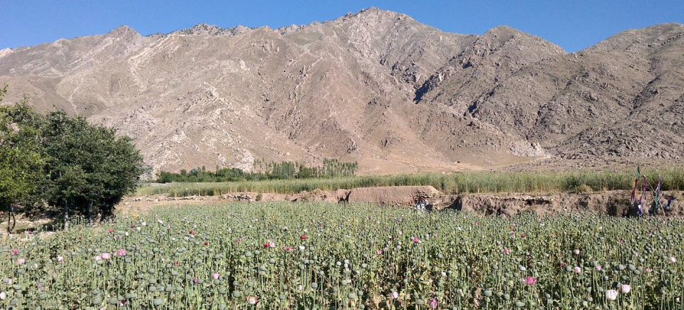 After US Withdrawal, Opium cultivation declines by 95 per cent in Afghanistan: UN survey
